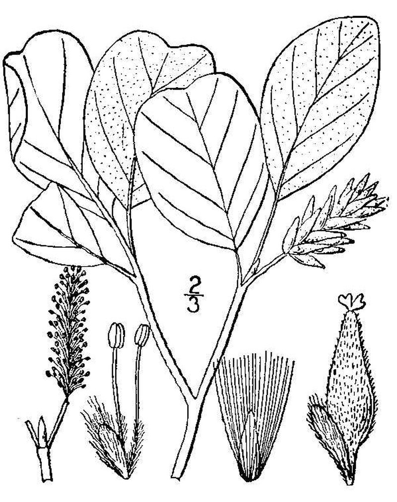 Rock Willow