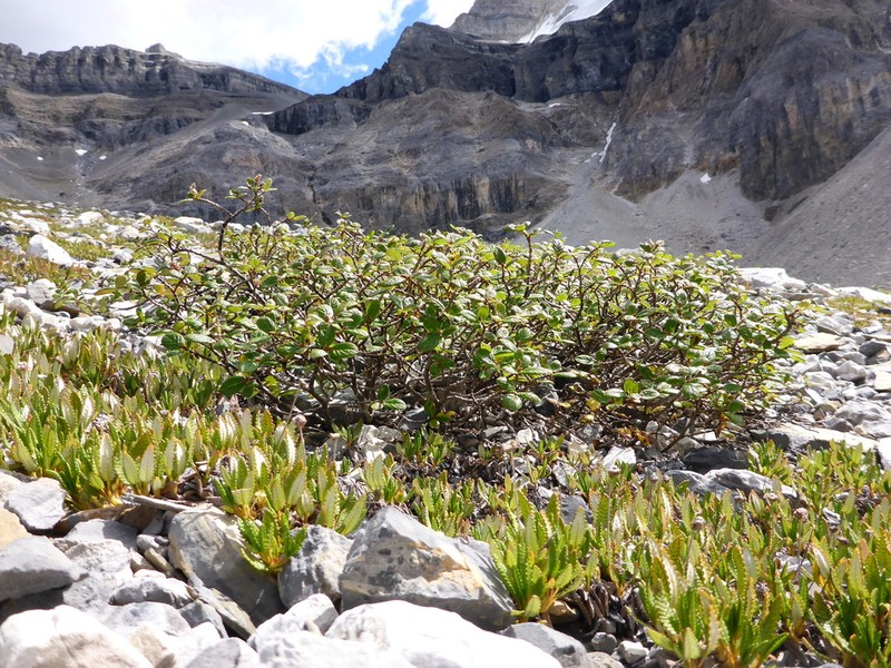 Rock Willow photo 4