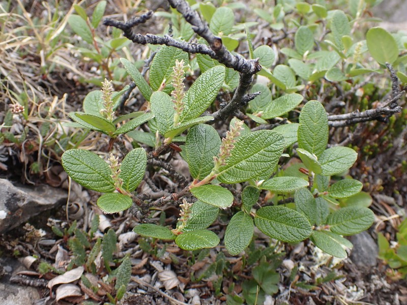Rock Willow photo 5
