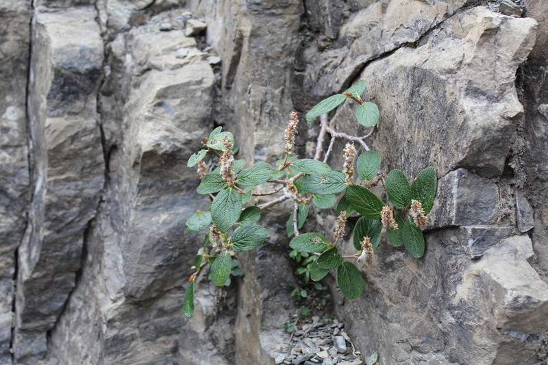 Rock Willow photo 6