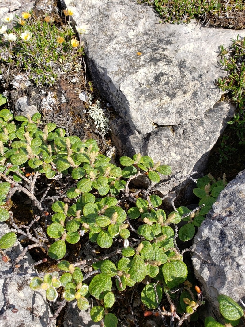 Rock Willow photo 7