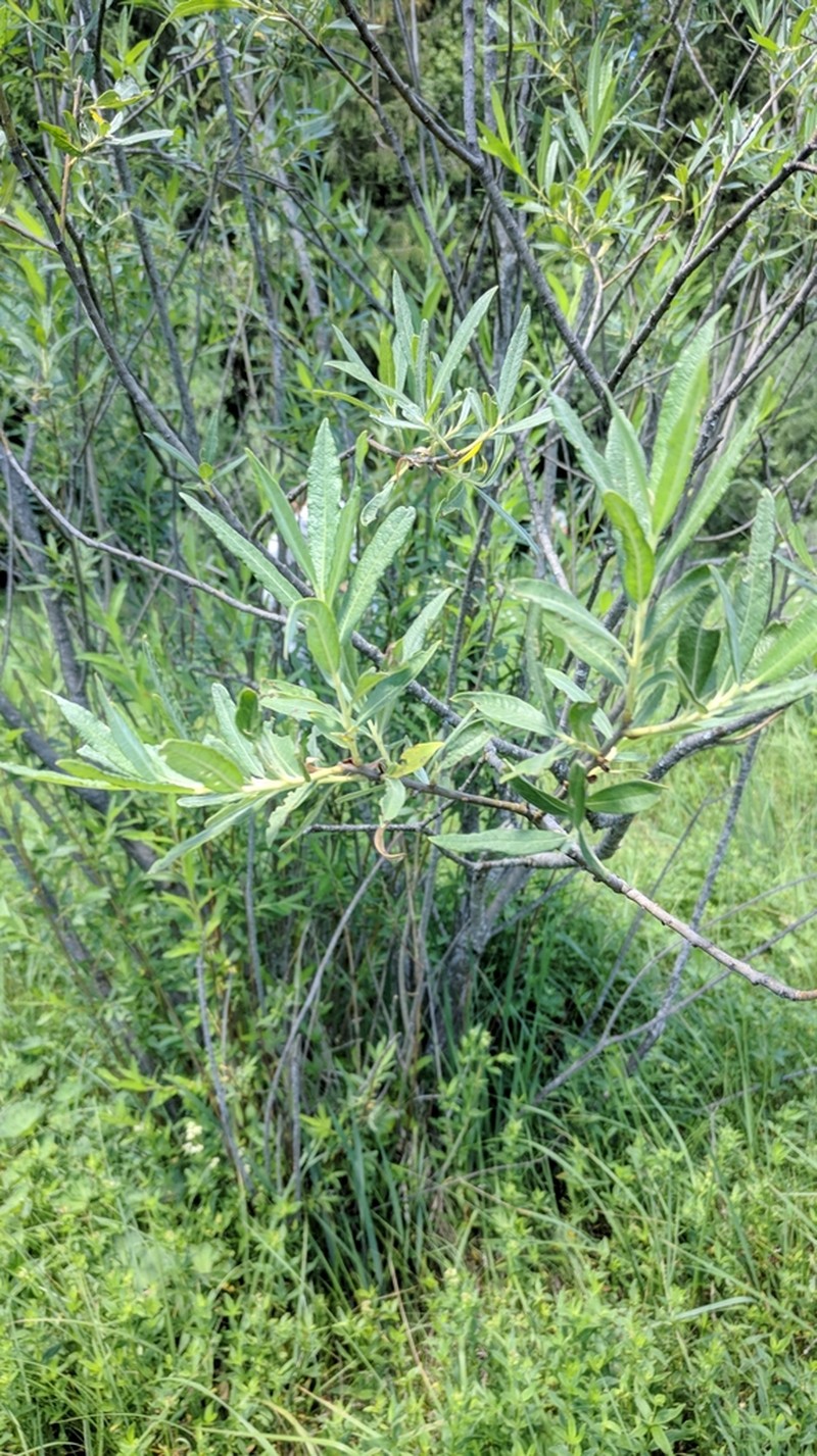 Basket Willow photo 5