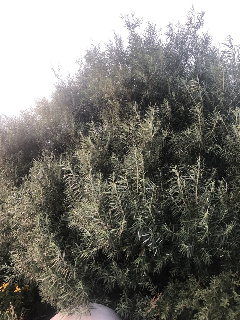 Basket Willow photo 6