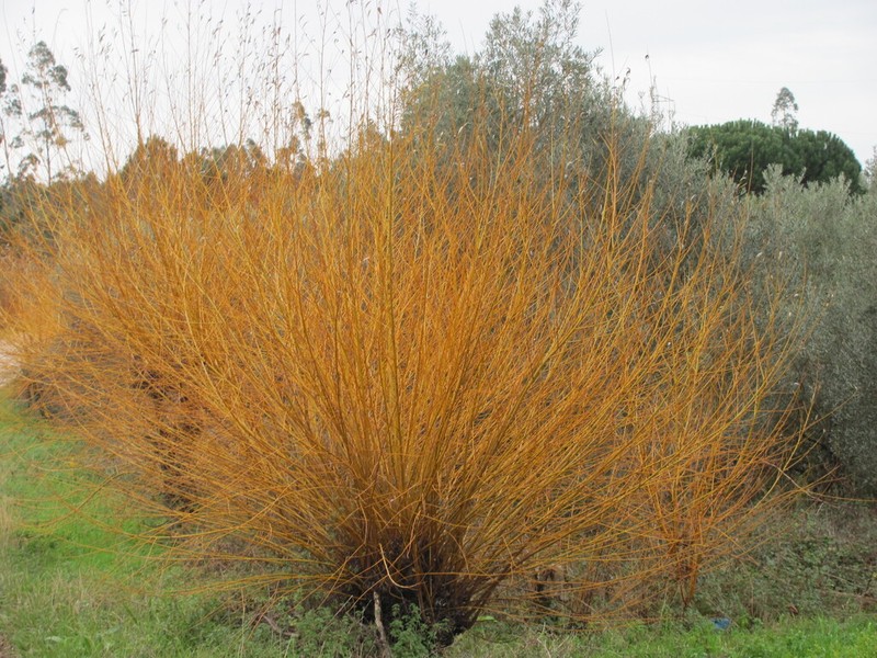 Basket Willow photo 7