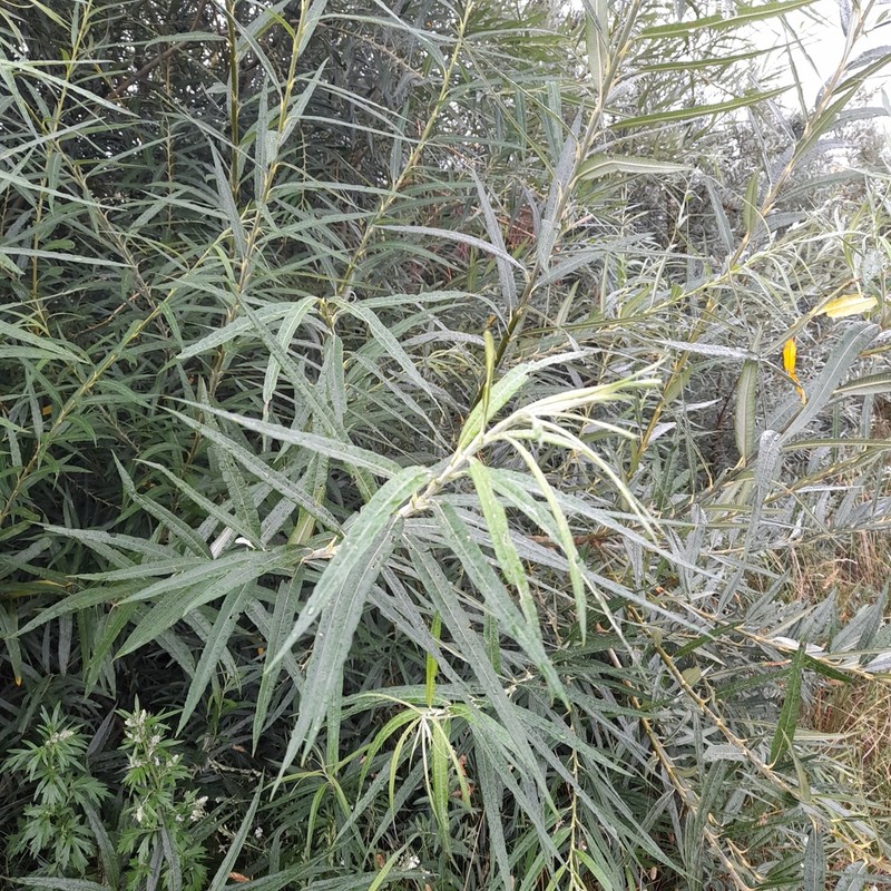 Basket Willow photo 8