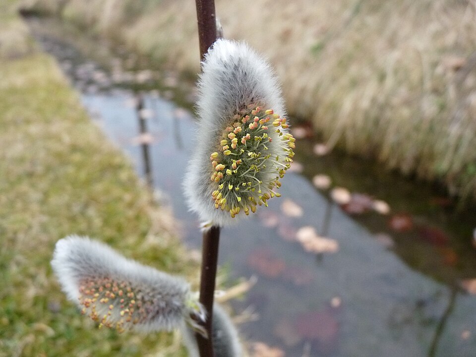 Basket Willow photo 6