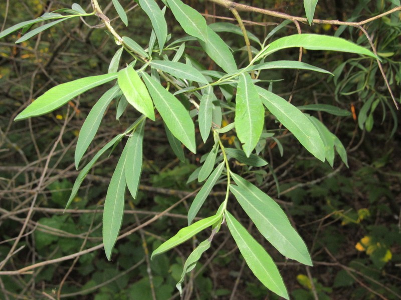 Salix vinogradovii photo 2