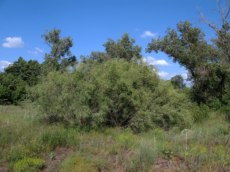 Salix vinogradovii photo 3