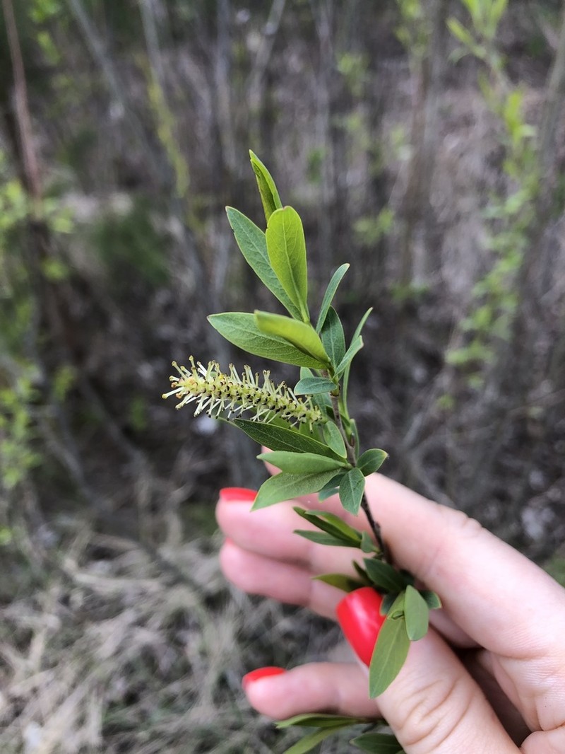 Salix vinogradovii photo 4