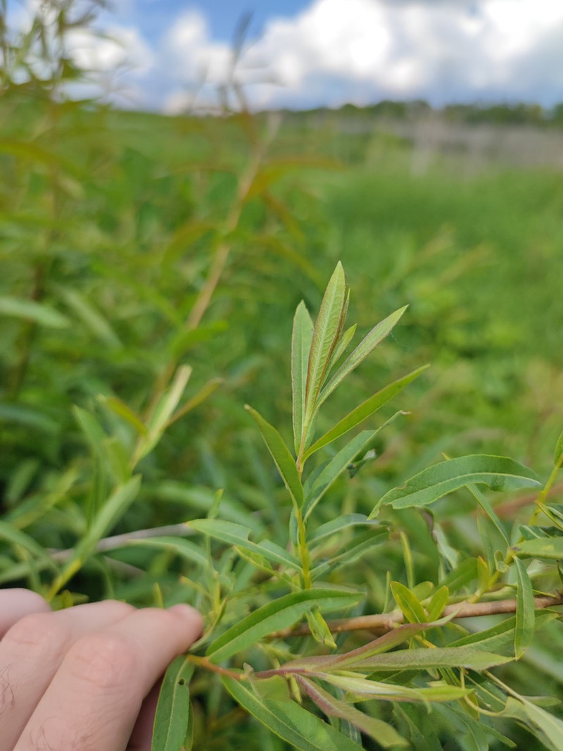 Salix vinogradovii photo 5