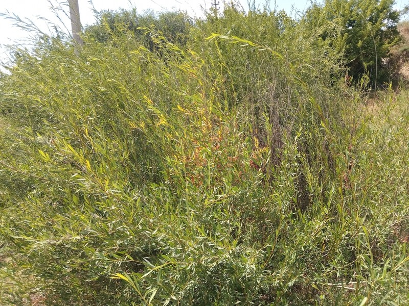 Salix vinogradovii photo 6