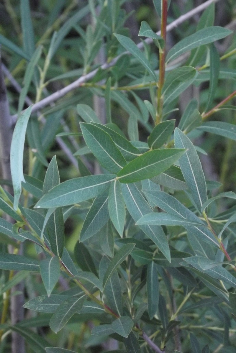 Salix vinogradovii photo 7