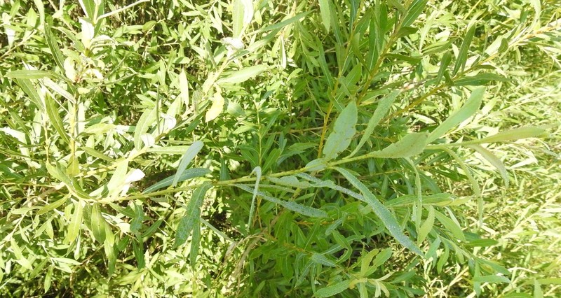 Salix vinogradovii photo 8