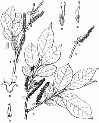 Salix vulpina