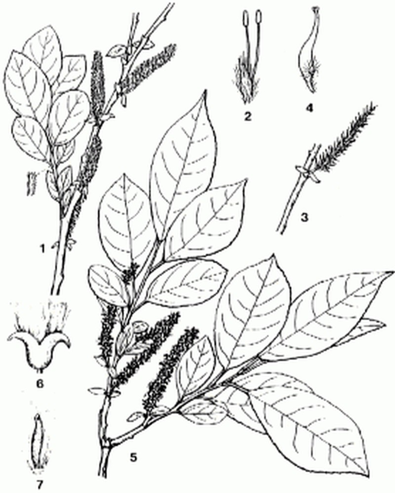 Salix vulpina