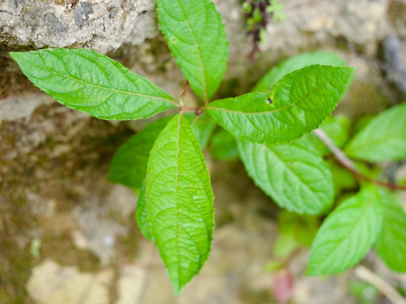 Salix vulpina photo 2