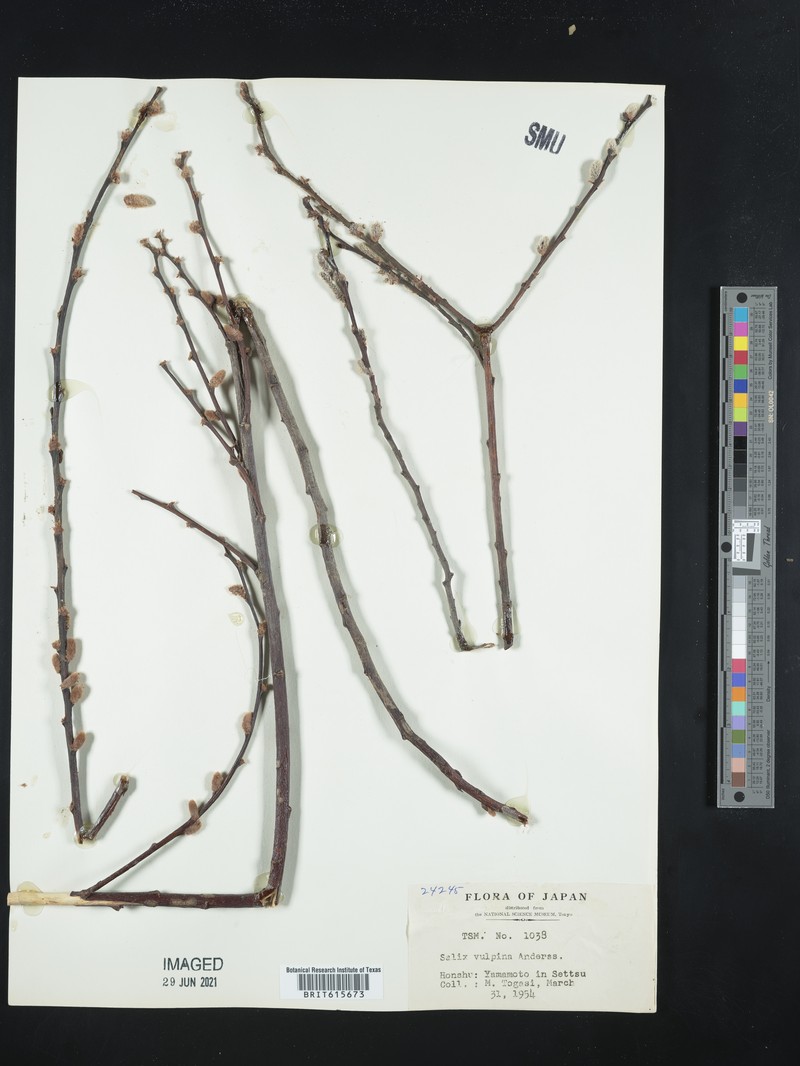 Salix vulpina photo 3
