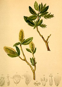 Salix waldsteiniana