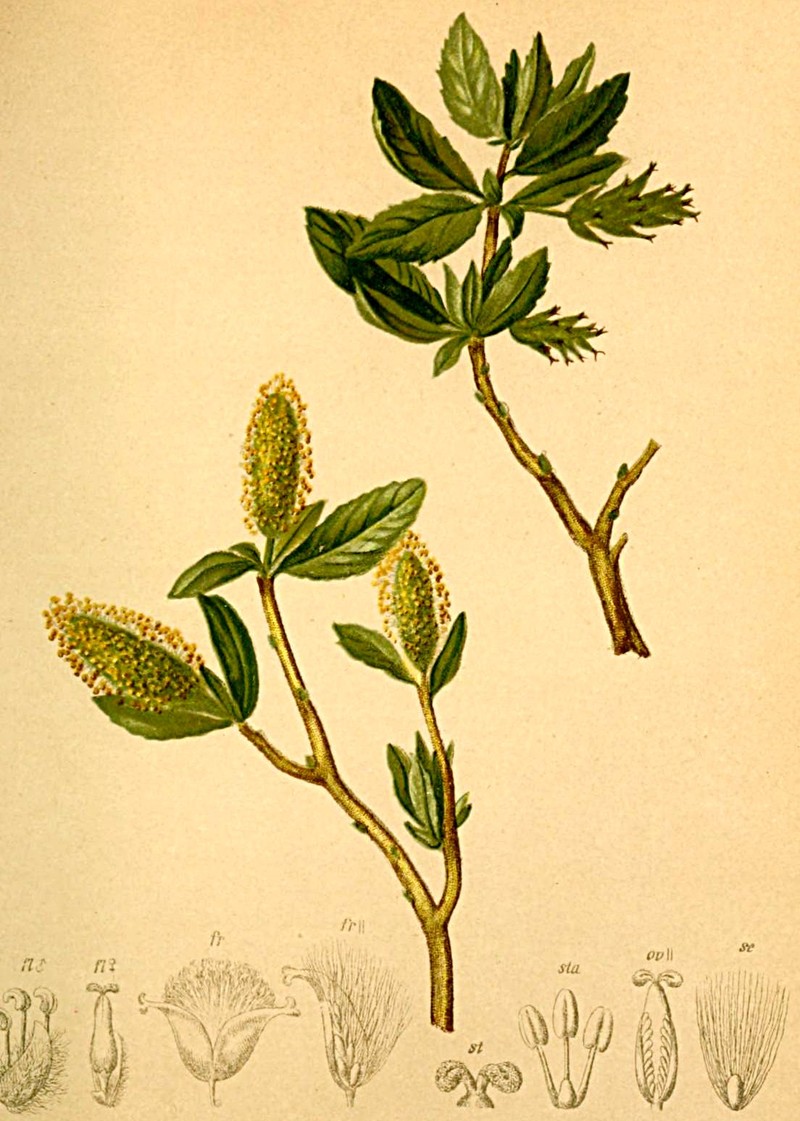 Salix waldsteiniana