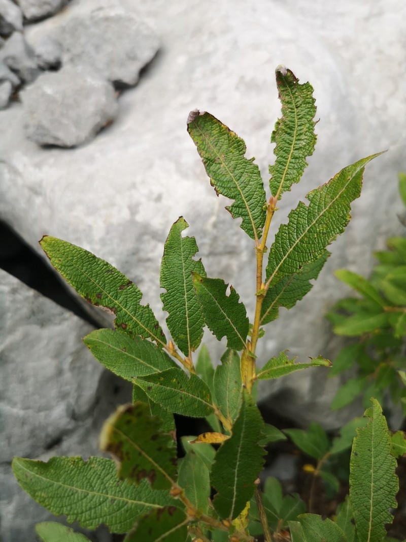 Salix waldsteiniana photo 2