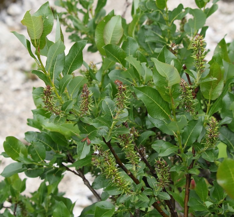 Salix waldsteiniana photo 3