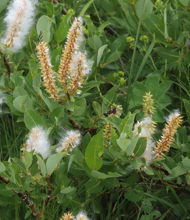 Salix waldsteiniana photo 4
