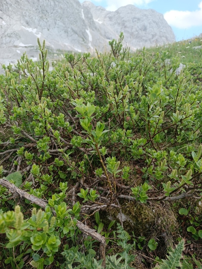 Salix waldsteiniana photo 5