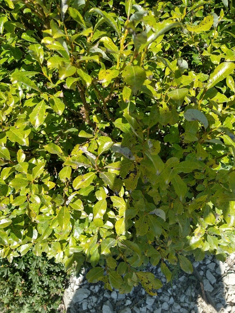 Salix waldsteiniana photo 6