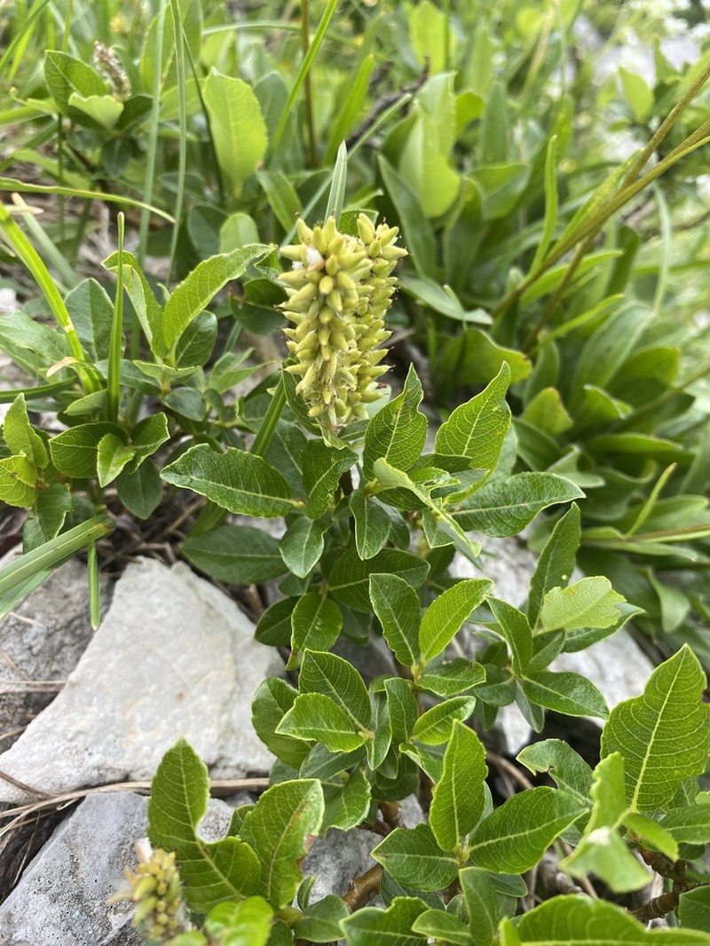Salix waldsteiniana photo 7