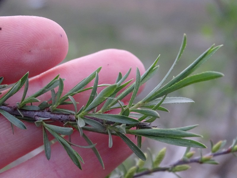 Salix wilhelmsiana