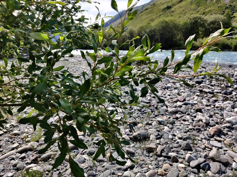 Salix wilhelmsiana photo 2