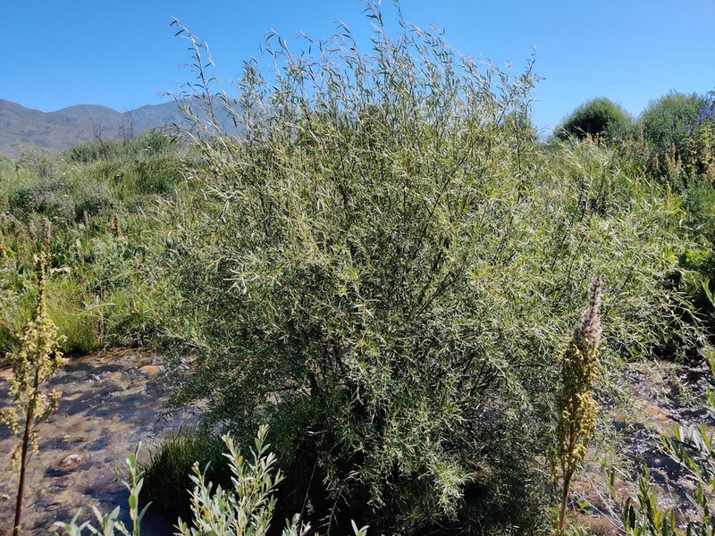 Salix wilhelmsiana photo 3