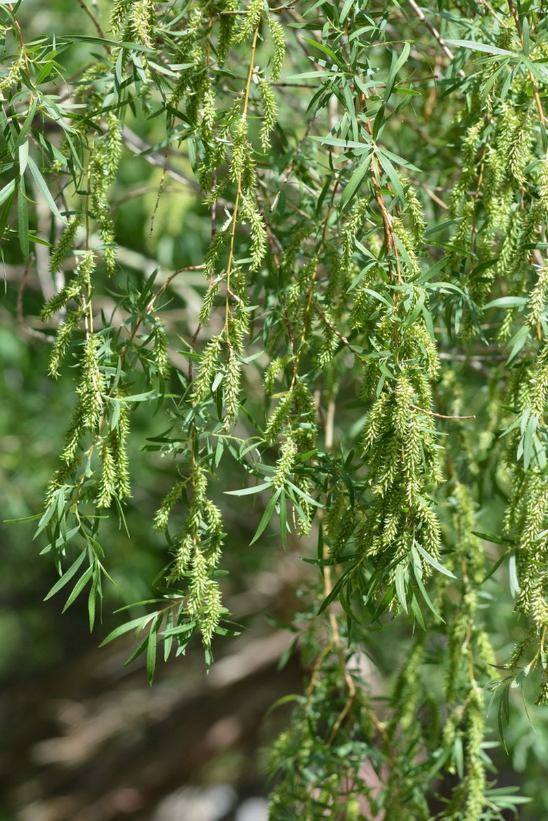 Salix wilhelmsiana photo 4
