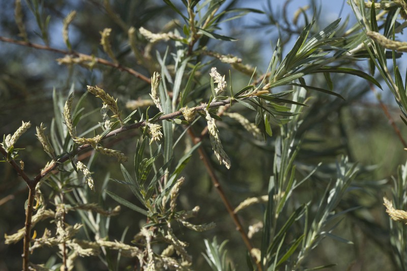 Salix wilhelmsiana photo 5