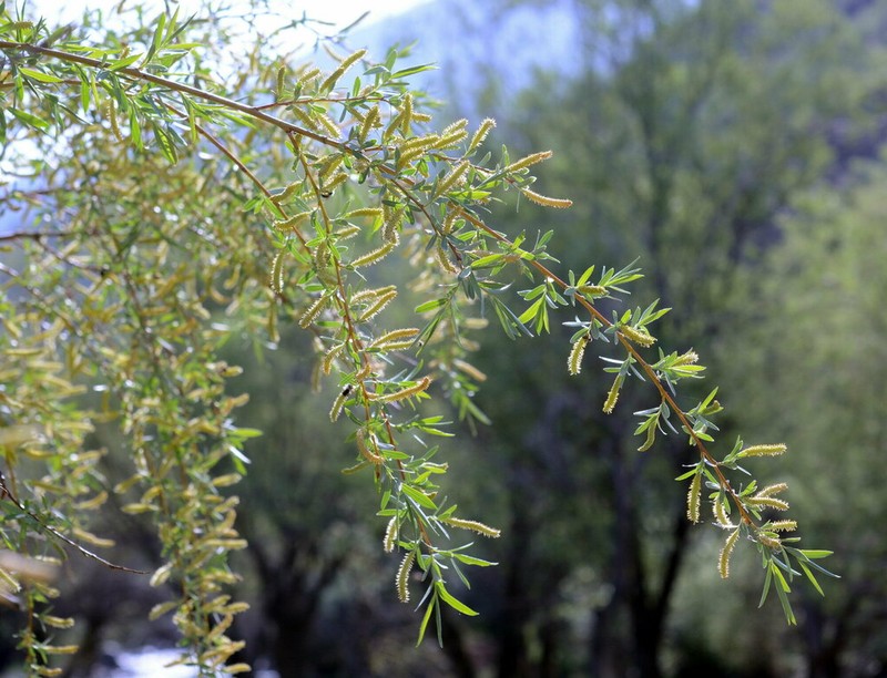 Salix wilhelmsiana photo 6