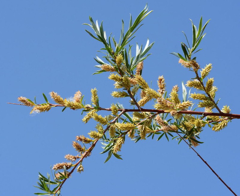 Salix wilhelmsiana photo 7