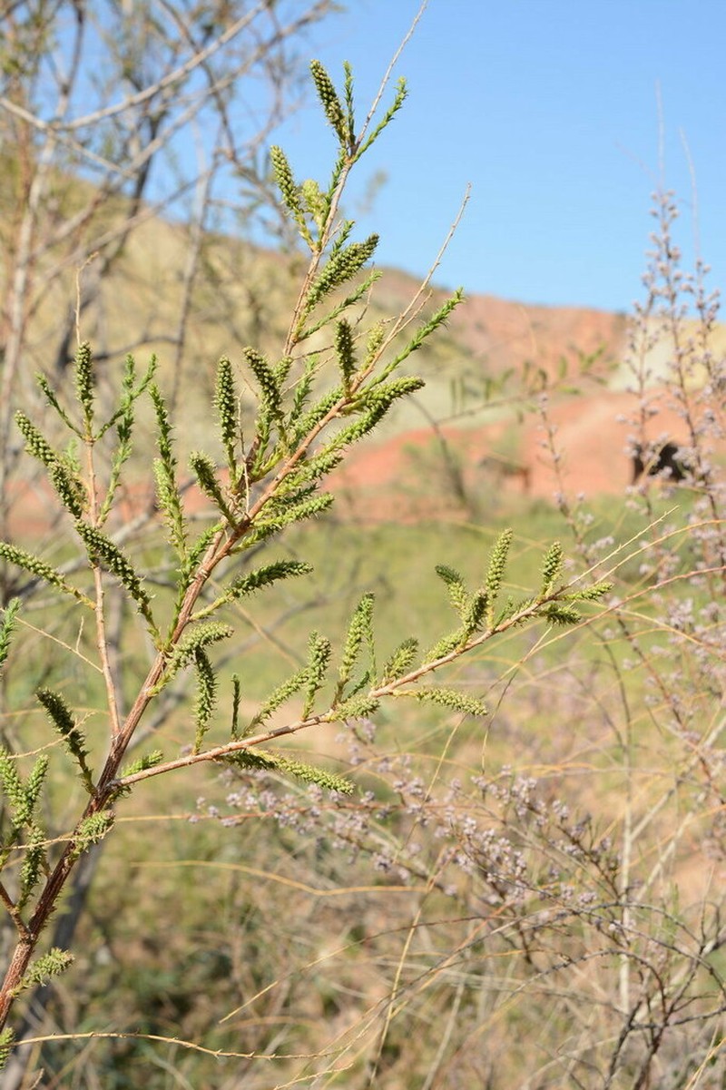 Salix wilhelmsiana photo 8