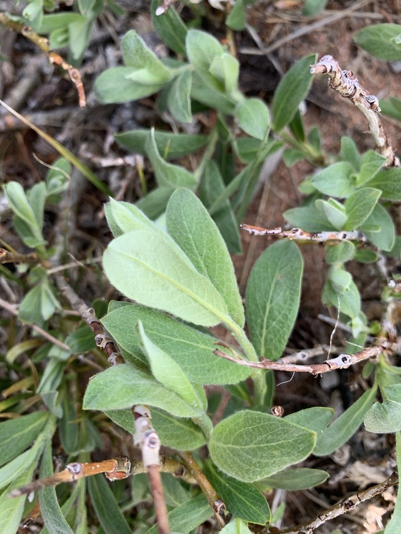 Wolf's Willow photo 2