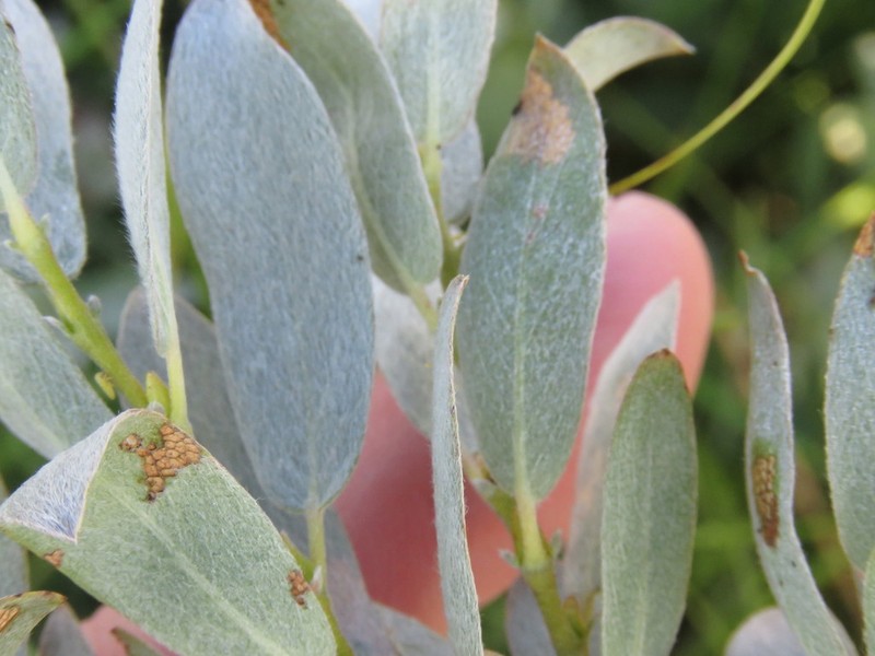 Wolf's Willow photo 5