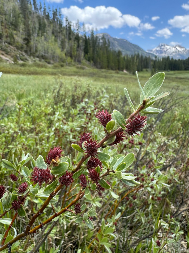Wolf's Willow photo 6