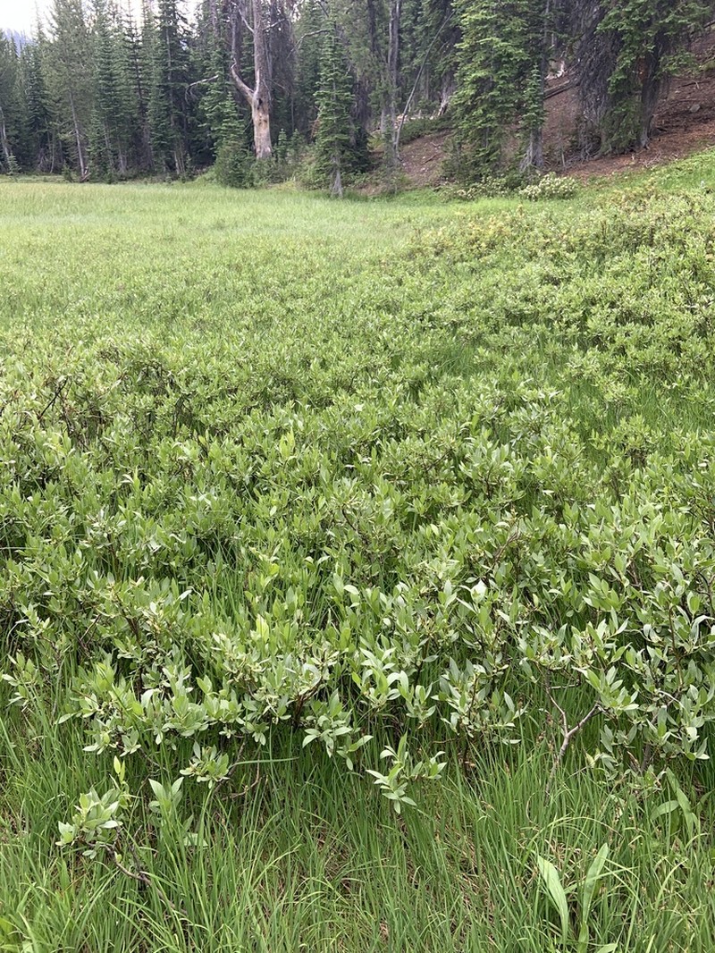 Wolf's Willow photo 7