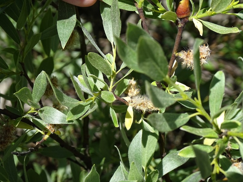 Wolf's Willow photo 8