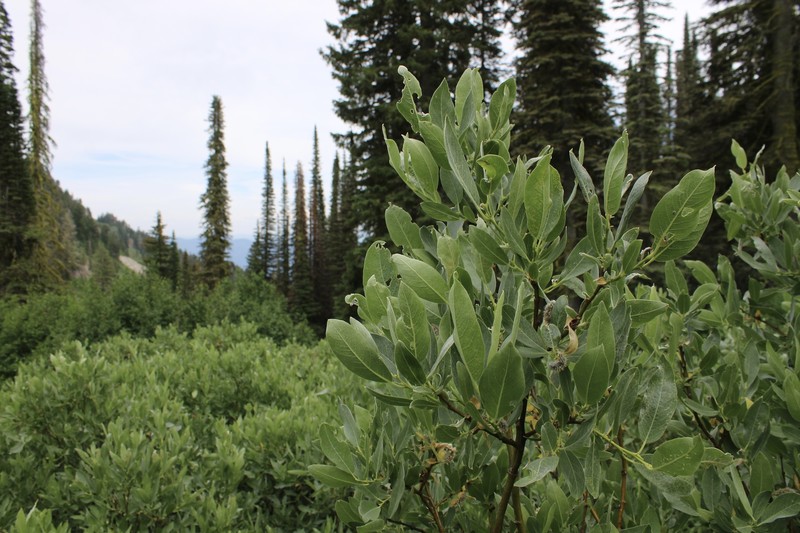 Salix wolfii var. idahoensis