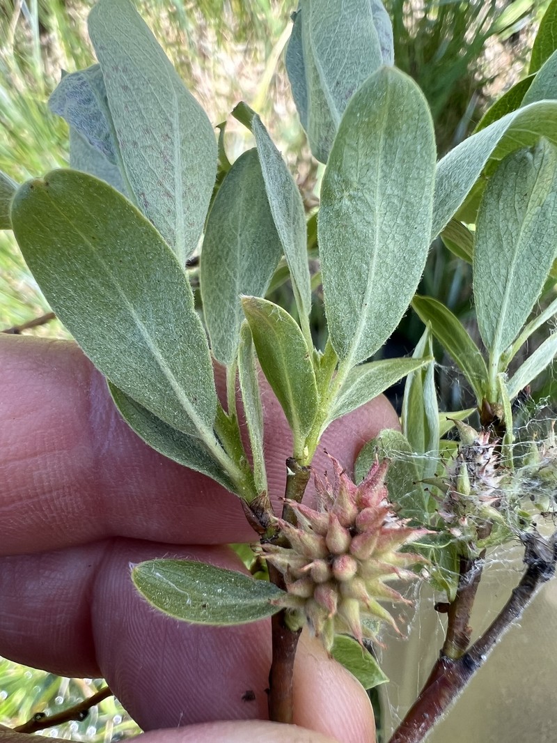 Salix wolfii var. idahoensis photo 2
