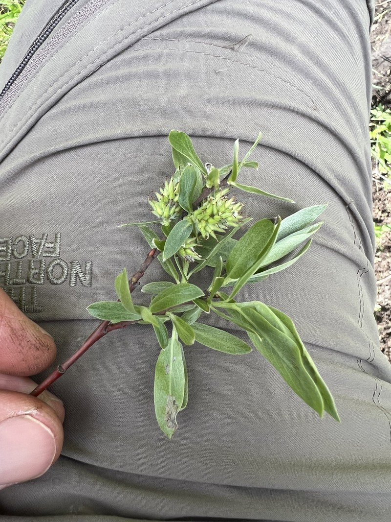 Salix wolfii var. idahoensis photo 3