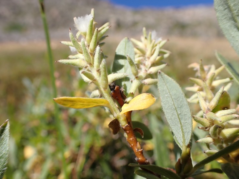 Salix wolfii var. idahoensis photo 4
