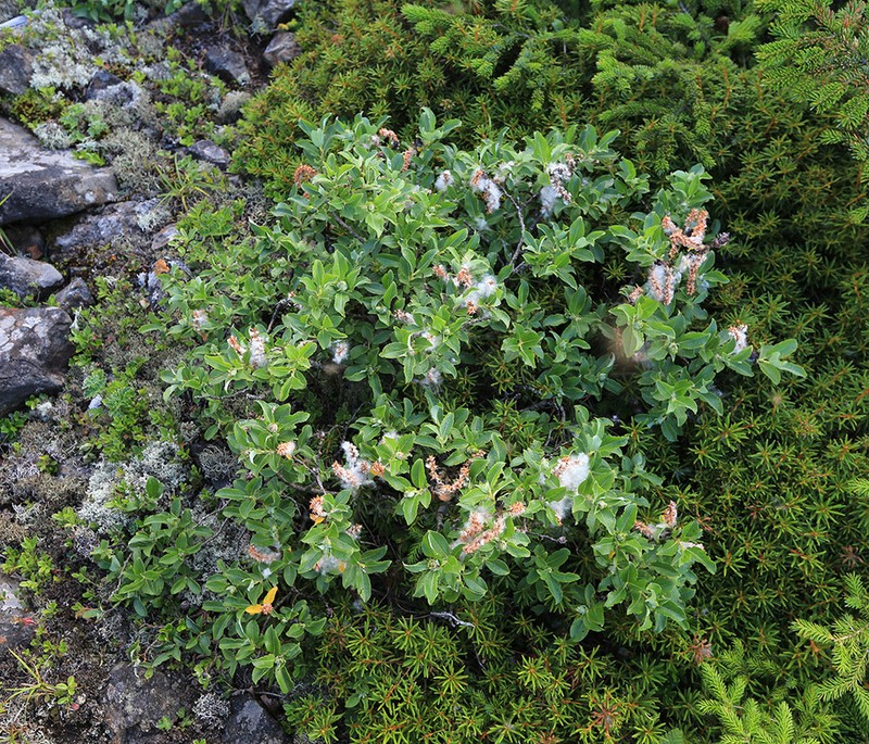 Salix woroschilovii