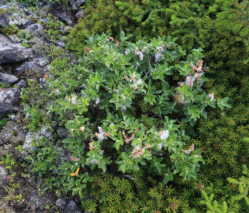 Salix woroschilovii photo 2
