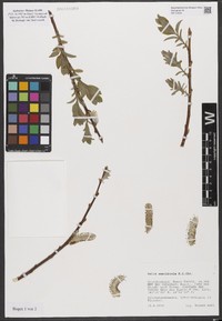 Salix xanthicola