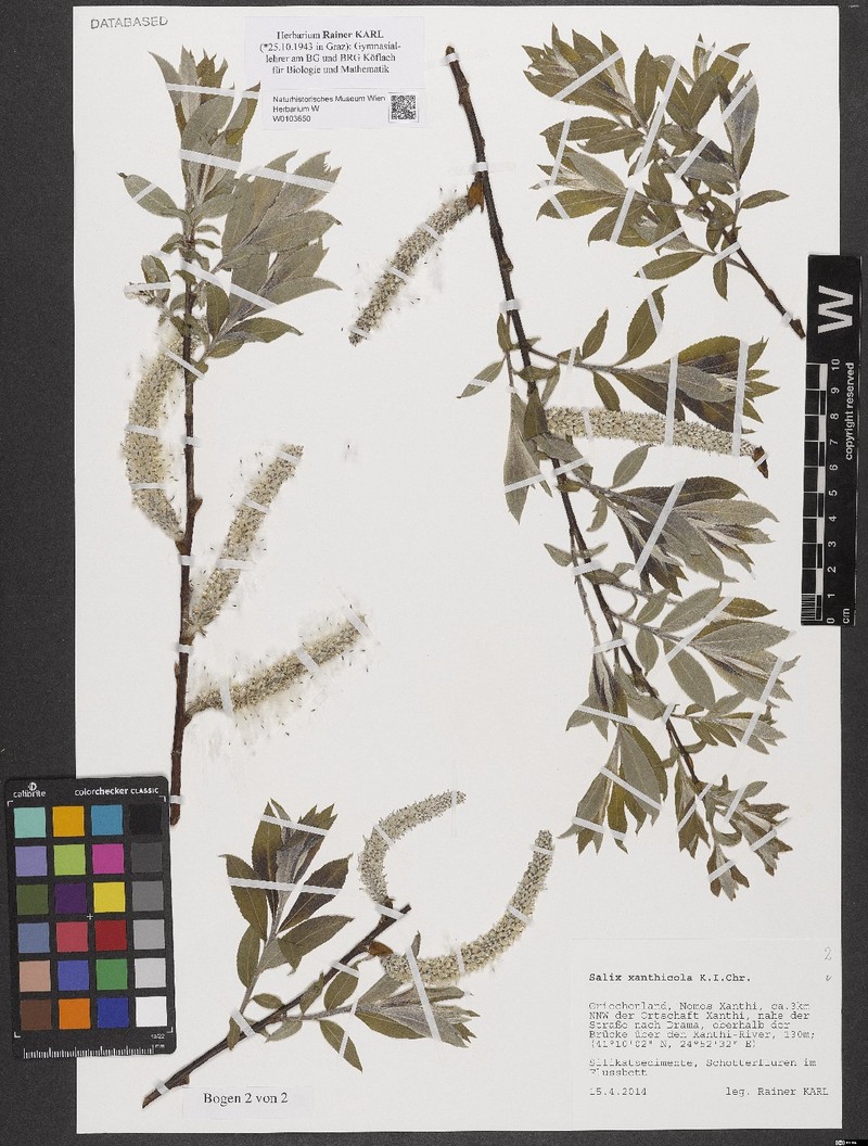 Salix xanthicola photo 2